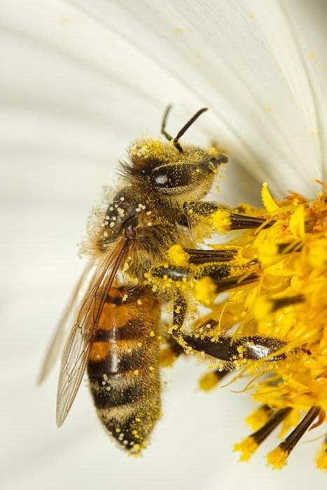 친화경-꿀벌의 중요성,실종,실종원인,식량위기, 보호노력