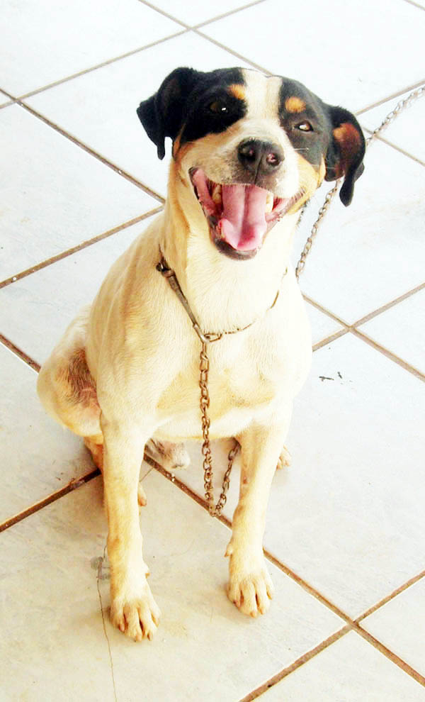 헥헥 거리는 강아지 사진