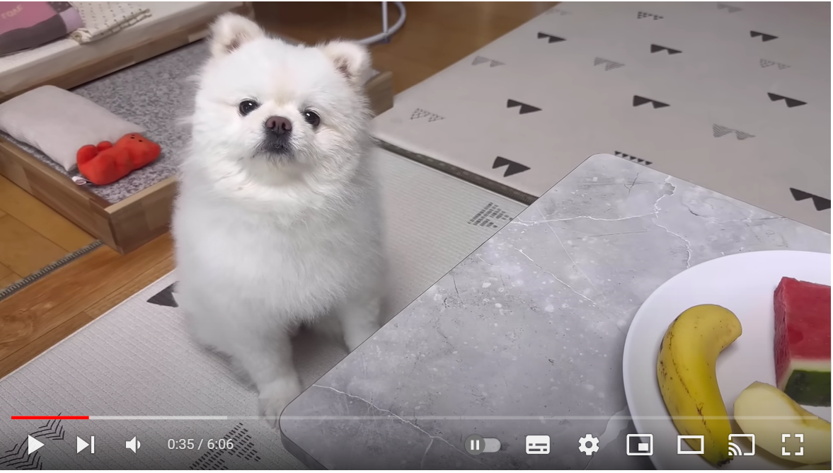 두리안 냄새 맡더니 땅치고 분노하는 강아지ㅋㅋㅋ