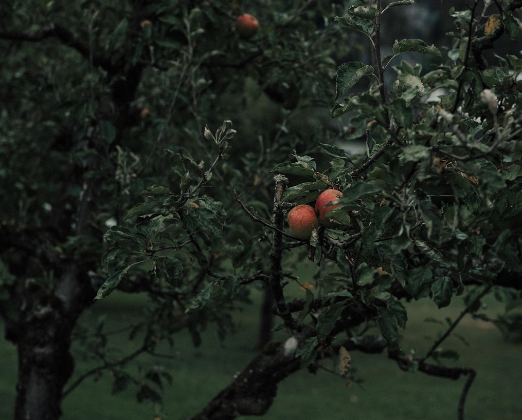 충주 여행, 중앙탑, 비내섬 억새길 걷기 관련 사진