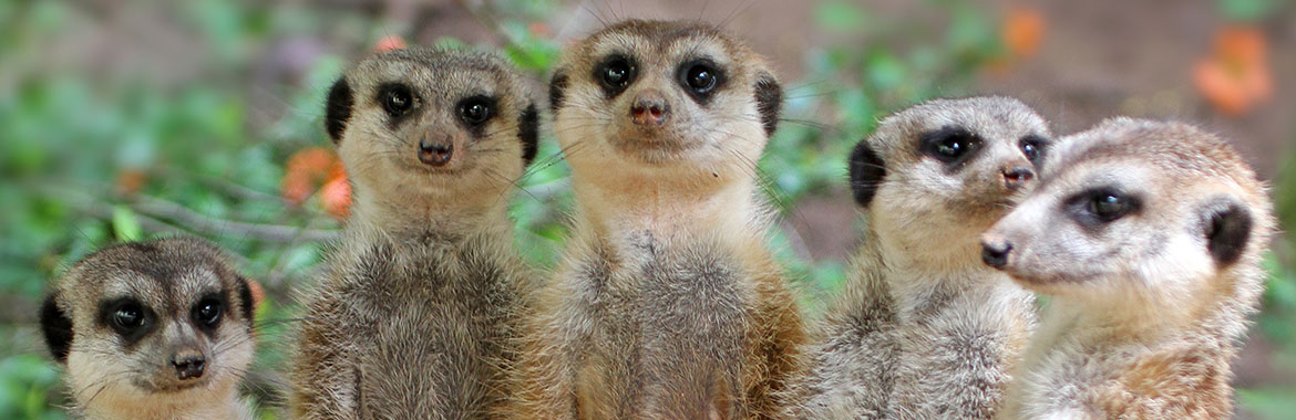 울산 장미축제 볼거리 동물