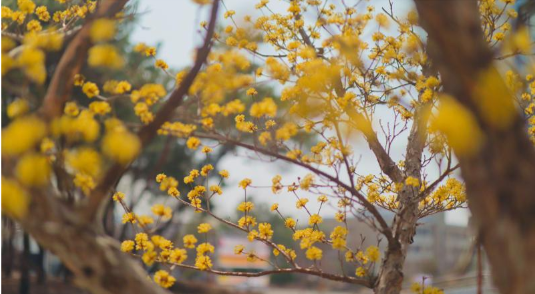구례 산수유 꽃 축제