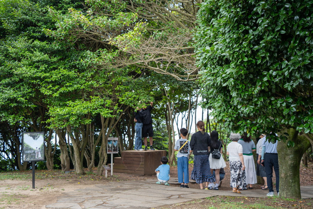 제주 하트나무 포토존 분위기