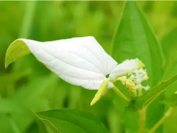 삼백초 효능 및 영양성분&amp;#44; 주의점