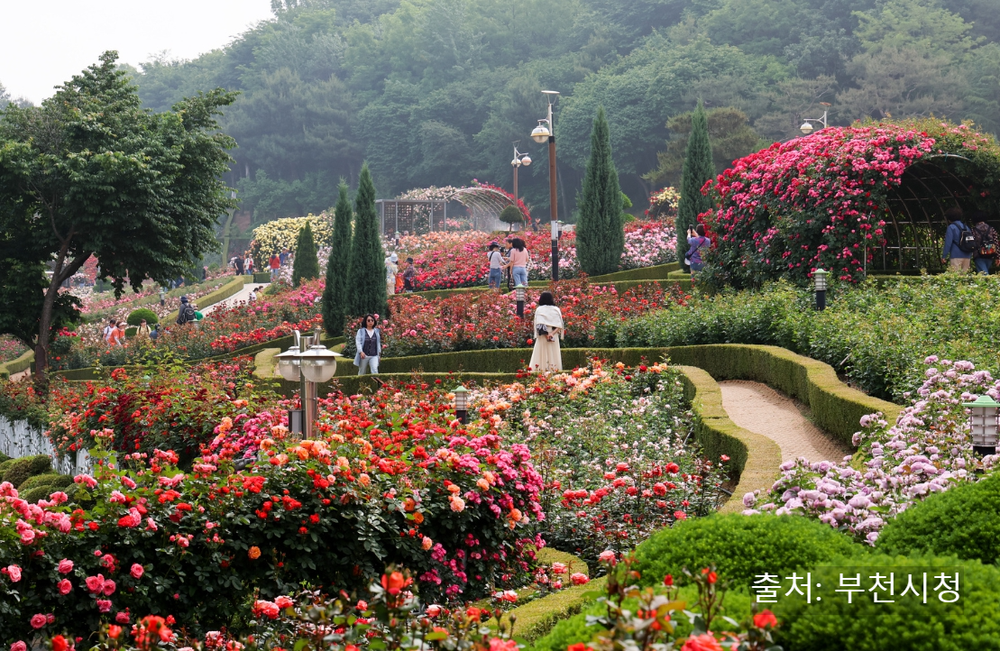 부천 백만송이 장미 도당 공원&amp;#44; 장미꽃 축제 가는 길(꽃말)