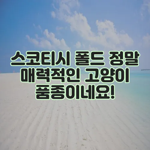스코티시 폴드 정말 매력적인 고양이 품종이네요!