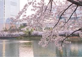 벚꽃개화시기 2024