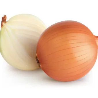 양파 수확시기_24