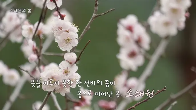 소쇄원 봄 앵두나무꽃 산수유 해당화 개화_4