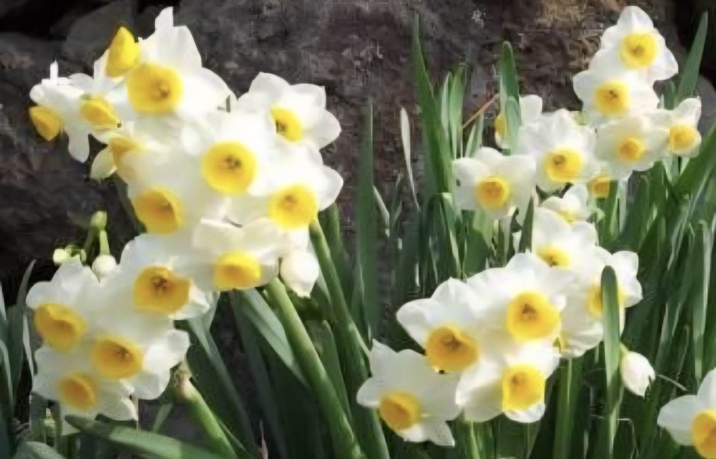 노란 중심의 흰 수선화 클로즈업