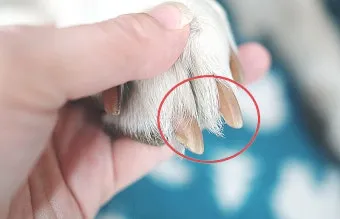 강아지 며느리발톱 그냥 둬도 괜찮을까 관리 제거 수술 총정리 정보모음_19