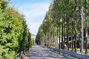 서울단풍길 96선