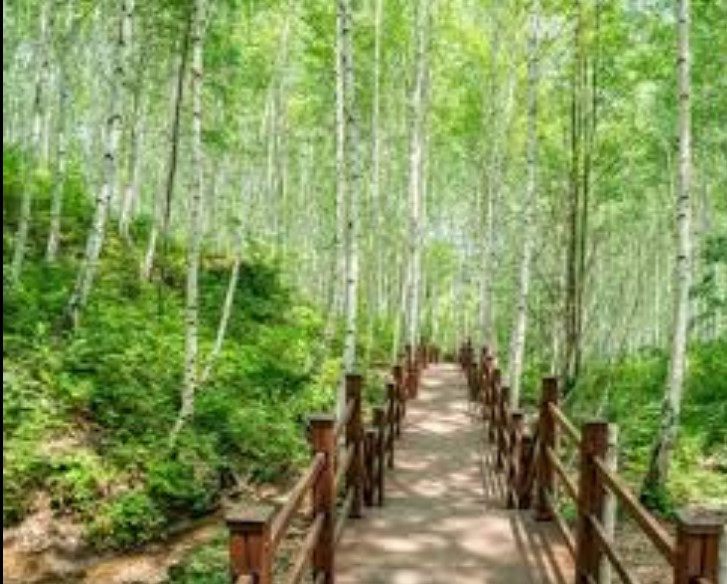 자작나무 숲속 전경