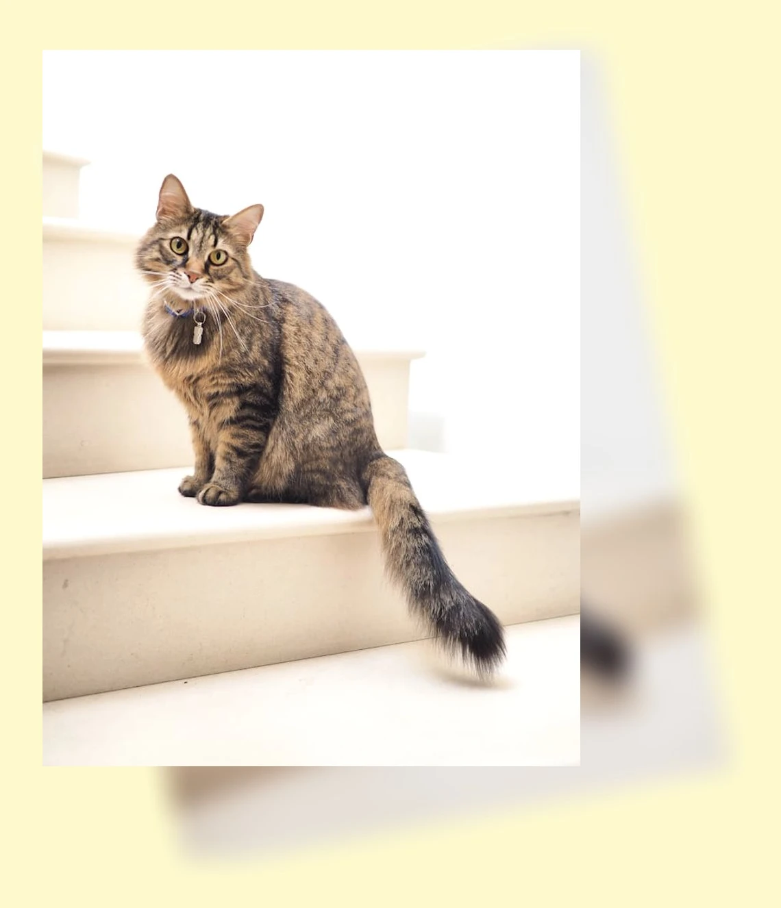 스핑크스 고양이 입양_3_subsection