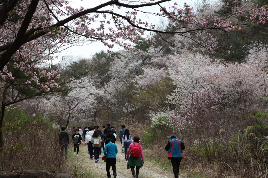 2024 금산 보곡산골 산벚꽃축제 기본정보와 프로그램 소개