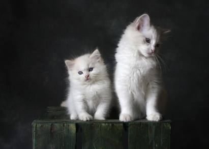 세계 고양이 교감의 날: 소중한 묘연(猫緣)을 기념하는 특별한 하루