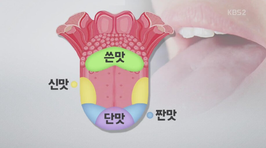 혀가 느끼는 맛의 부위