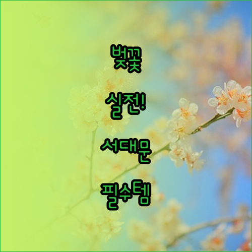 2026 서대문구 벚꽃 실전 방문 체..