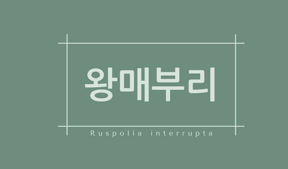 왕매부리(Ruspolia interrupta)