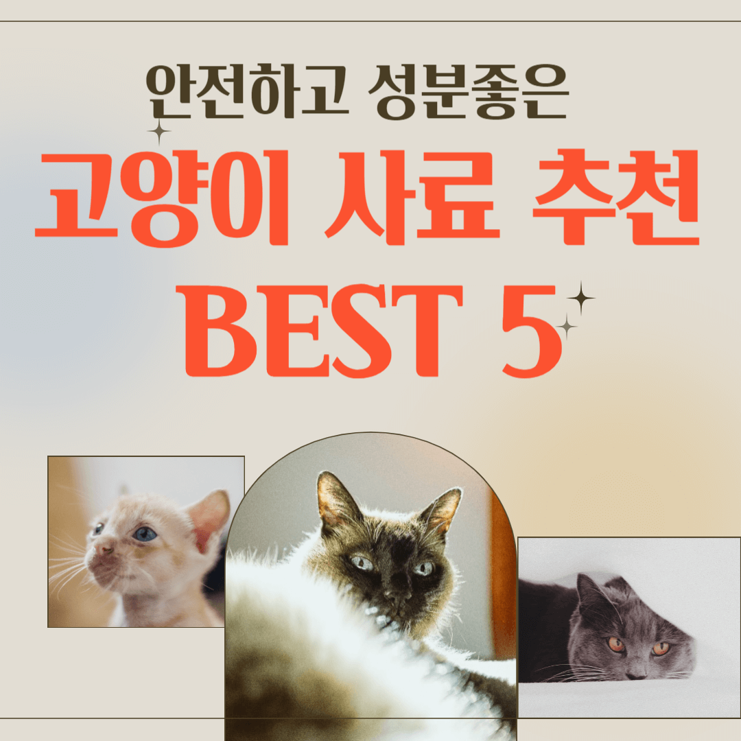 고양이 사료추천 안내문