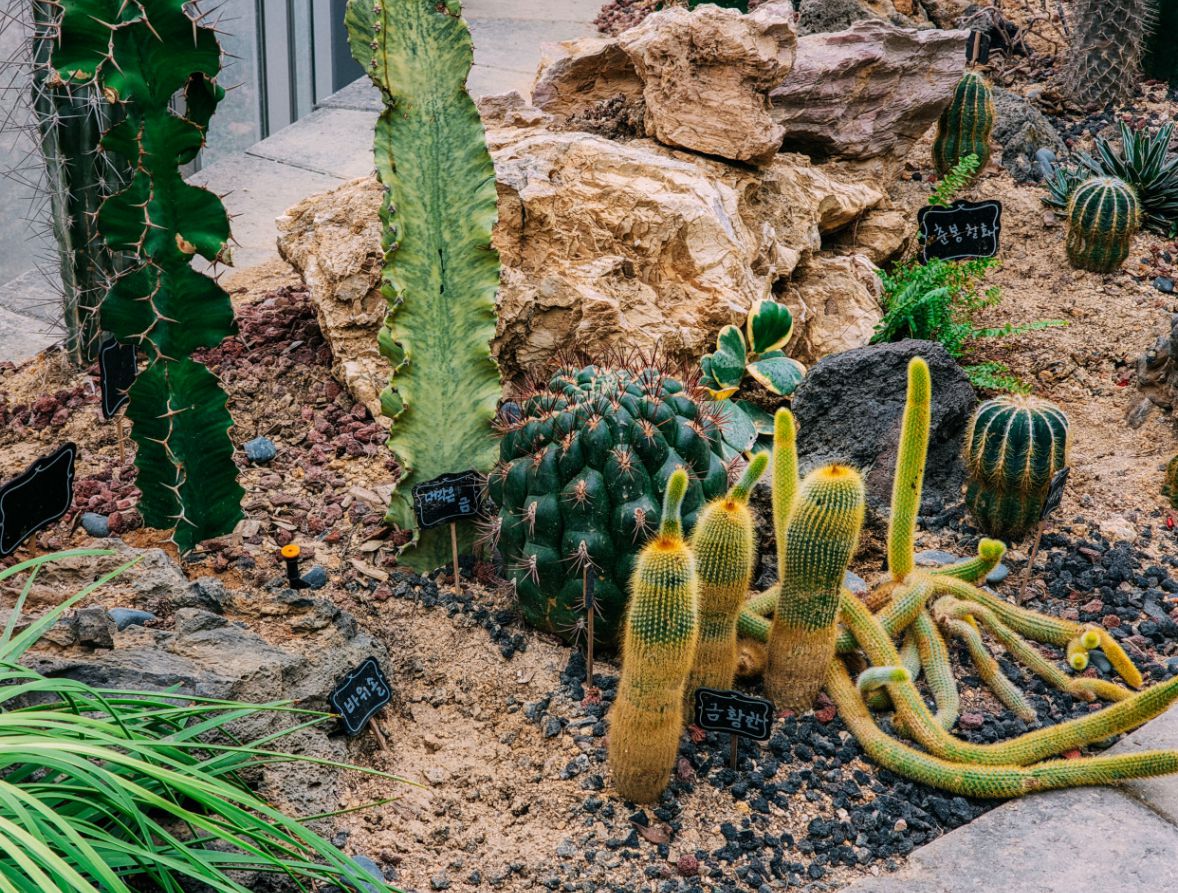 설악산자생식물원