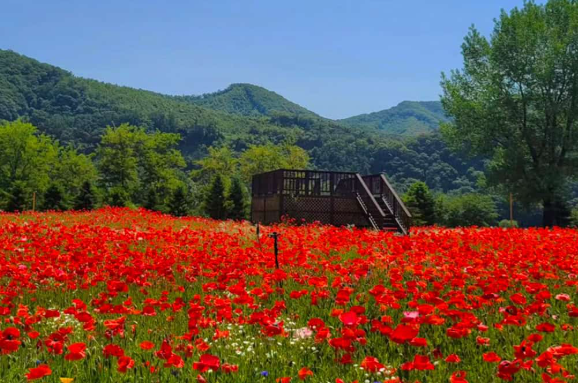 자라섬 봄꽃축제 완벽 가이드