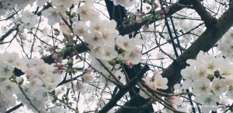 부산벚꽃