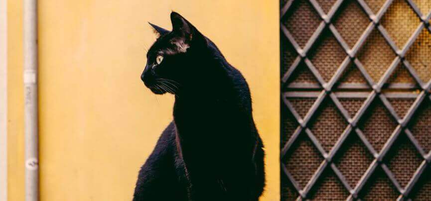 코리안숏헤어-올블랙-태비