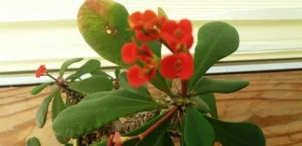 화분 겨울철 관리 난방건조 습도유지 물주기간격 조절 식물등보조_10