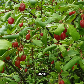 보리수 효능