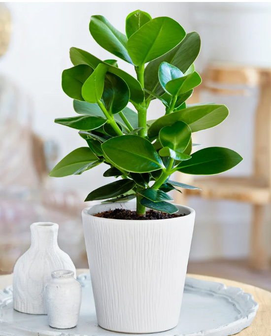 클루시아 로제아 프린세스