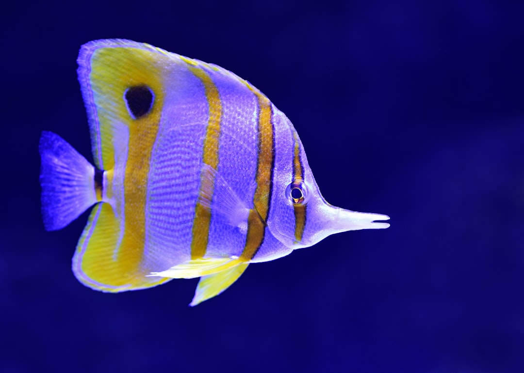 fish
