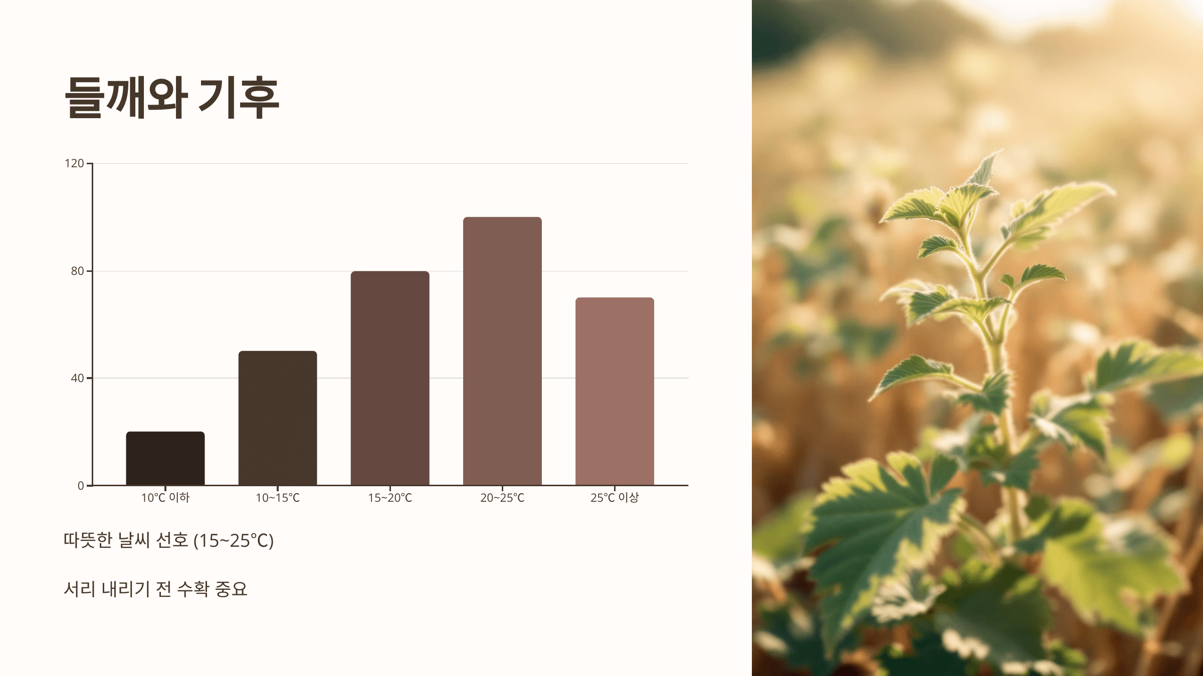 들깨 사진입니다.