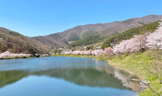 전남 화순 벚꽃