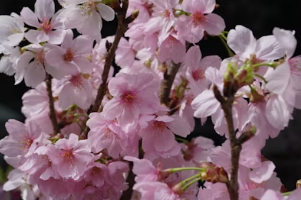 봄날의 경주 데이트&amp;#44; 벚꽃과 한옥 지붕 뷰를 품은 황리단길 고즈넉한 노키즈존 카페