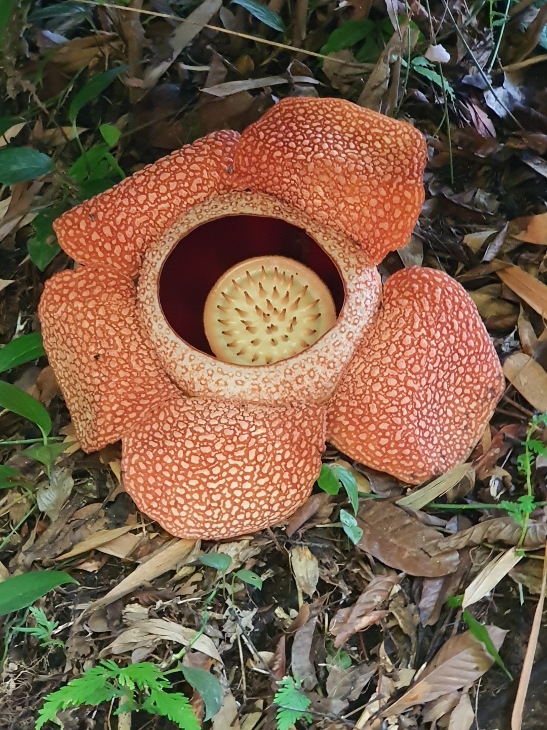 라플라시아