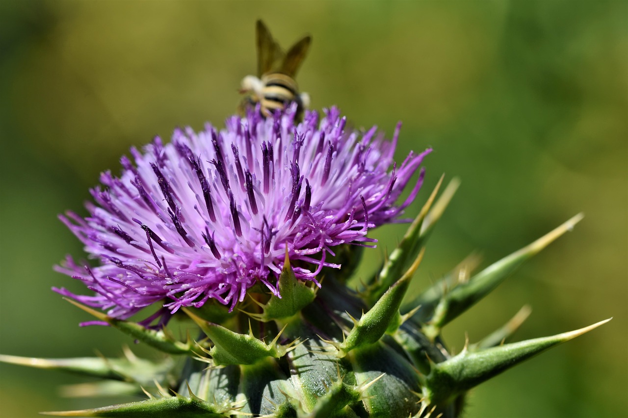 밀크씨슬(엉겅퀴) 효능과 부작용, 올바른 섭취법