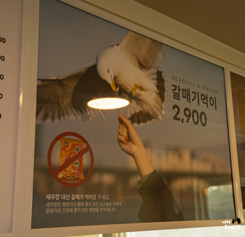 한강 유람선 이크루즈 갈매기 먹이