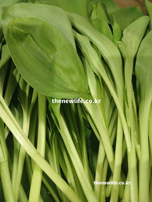 명이나물 효능 항산화 작용 캠프페롤