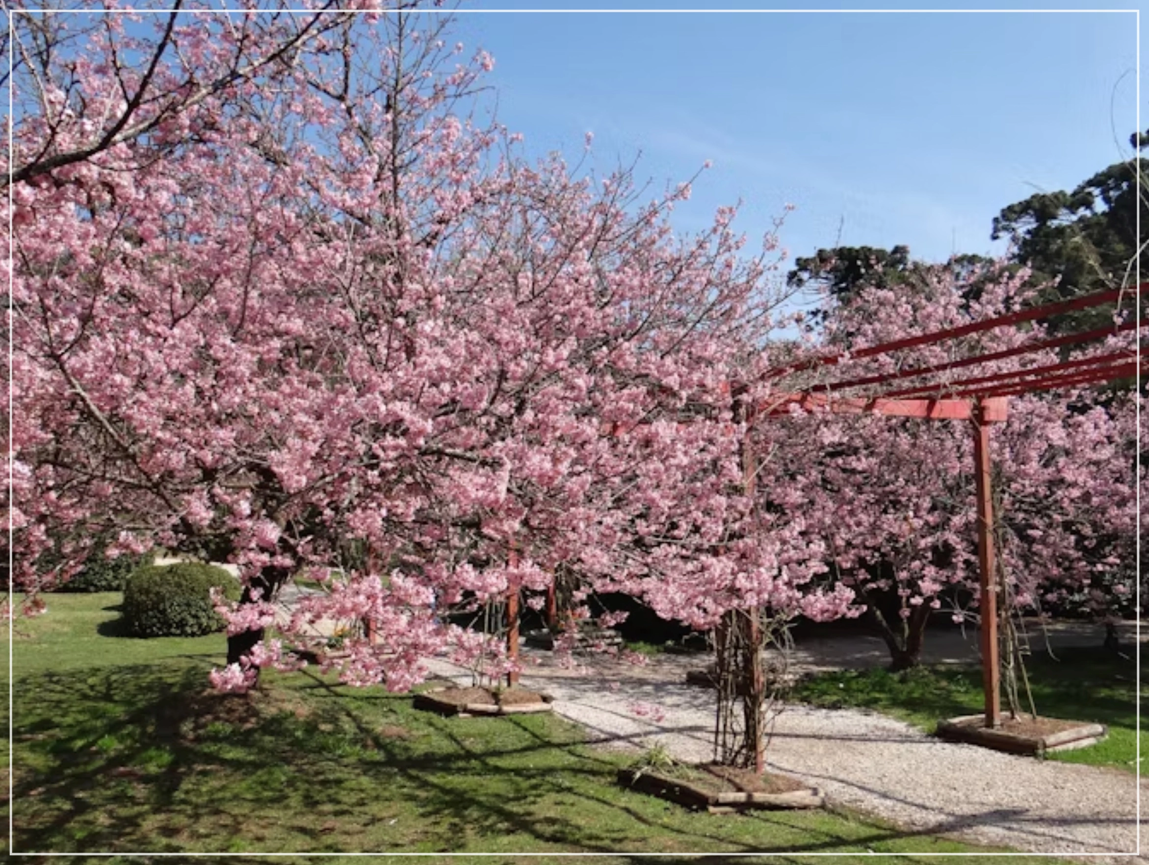 2025 벚꽃 만개시기