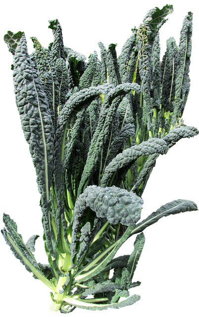 뉴질랜드 컬리 케일 종류부터 효능·부작용·복용법