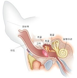 고양이 귀 구조