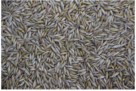 곡물도 유통기한이 있다? - 현미, 귀리 보관법과 오래 먹는 팁