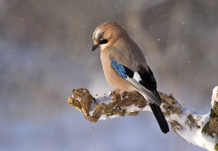 겨울철 화재예방 안내문