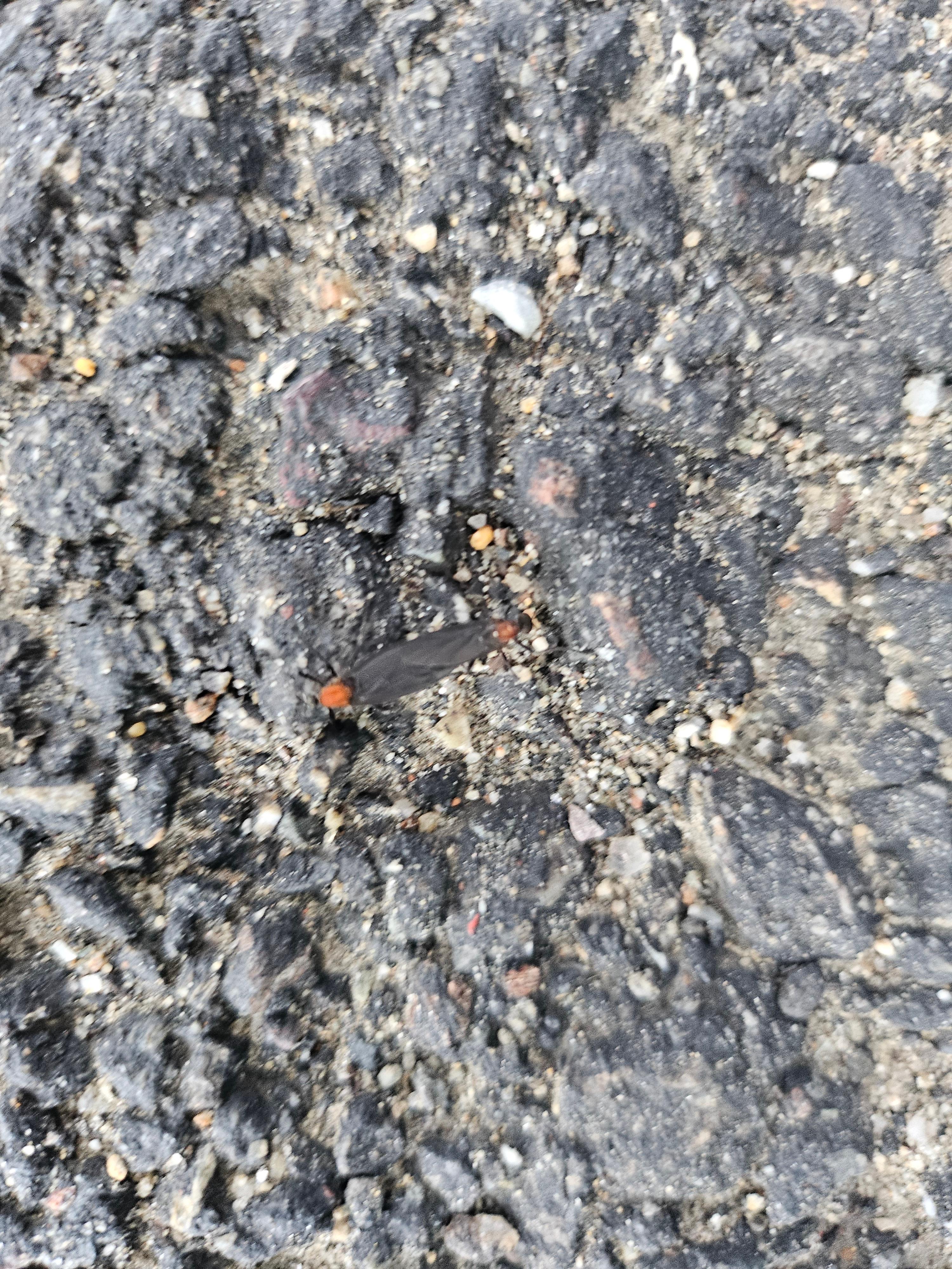 6월 장마 러브버그