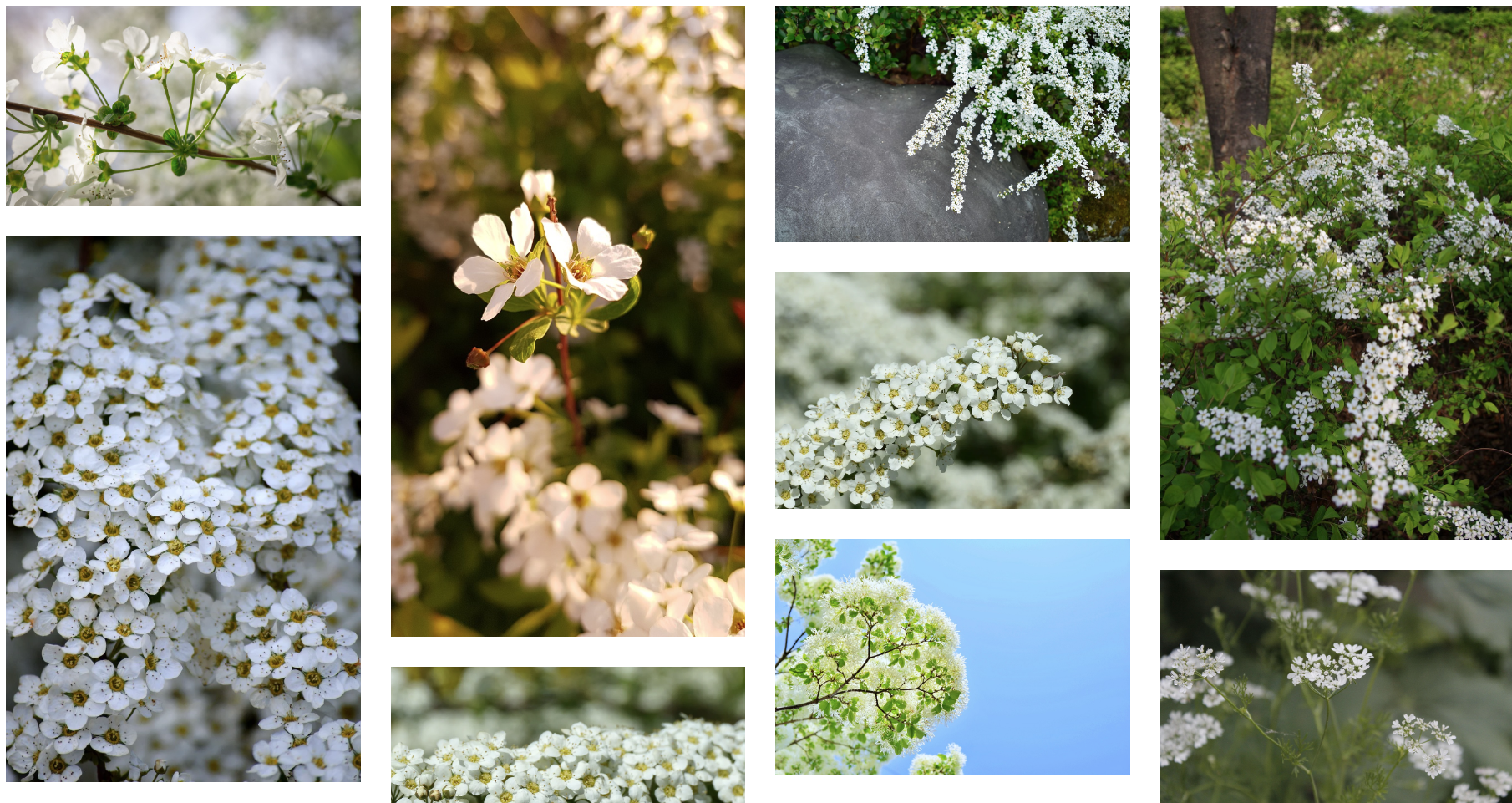 🌸 이팝나무, 조팝나무꽃 개화시기, 잎, 열매, 차이, 특징부터 포토, 꽃가루 알러지, 역사 이름 유래 이야기까지