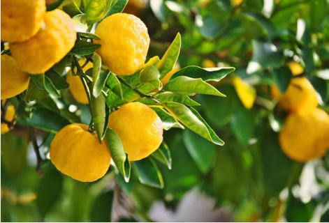 유자나무 사진