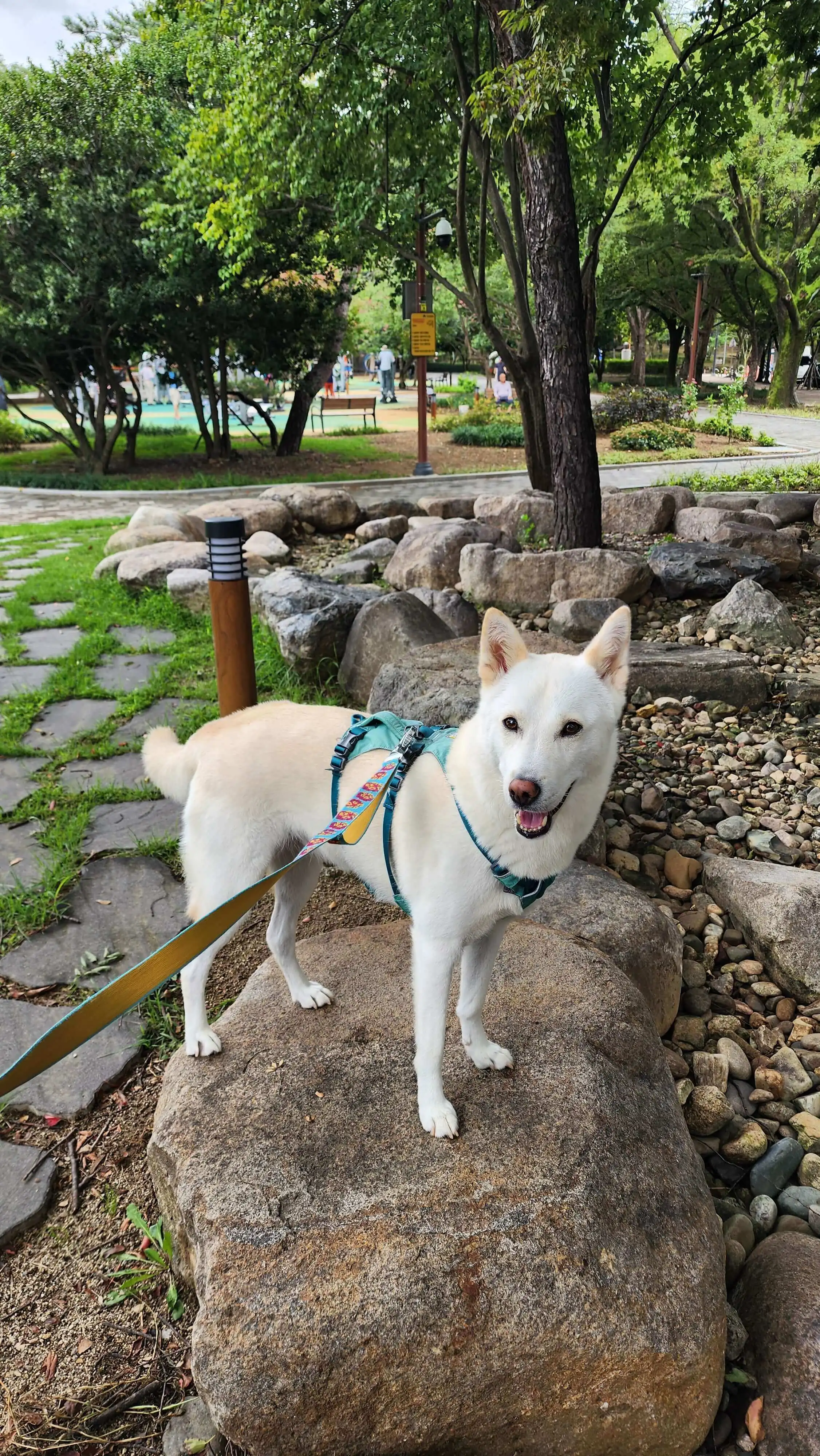 강아지 항문낭 짜기