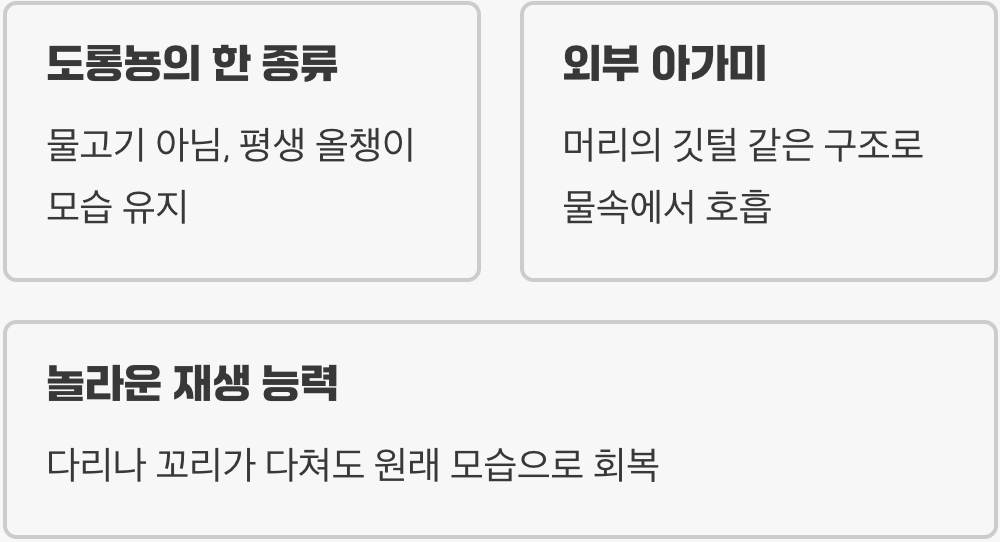 멕시코에서 온 미소천사&amp;#44; 우파루파