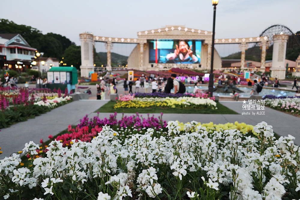 에버랜드 장미축제 2022 기본정보, 지금 개화시기, 에버랜드 플라워 아트&마켓